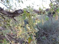 Quercus ithaburensis