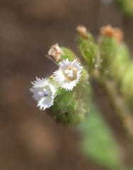 Phacelia denticulata
