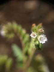 Phacelia denticulata