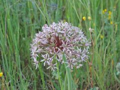 Allium tel-avivense