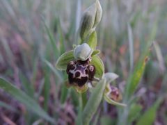 Ophrys umbilicata flavomarginata