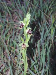 Ophrys umbilicata flavomarginata