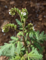 Phacelia denticulata