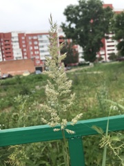 Calamagrostis epigejos
