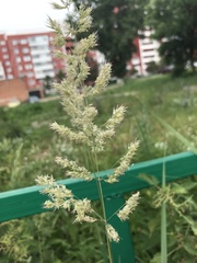 Calamagrostis epigejos