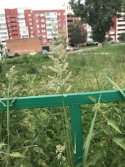 Calamagrostis epigejos