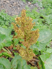 Rumex alpinus
