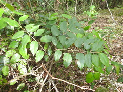 Cissus oblonga