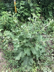 Arctium tomentosum