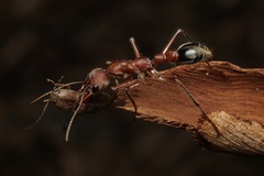 Myrmecia comata
