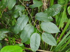 Cissus oblonga