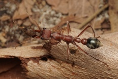 Myrmecia comata