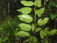 Cissus oblonga