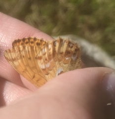 Boloria alaskensis