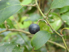 Cissus oblonga