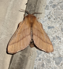 Malacosoma disstria