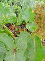 Rumex alpinus