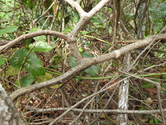 Cissus oblonga