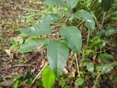 Cissus oblonga
