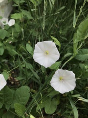 Convolvulus arvensis
