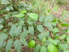 Cissus oblonga