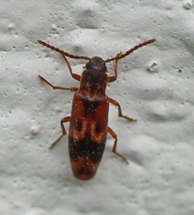 Hypulus quercinus