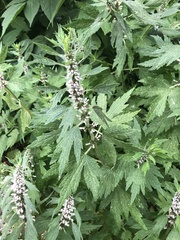 Leonurus quinquelobatus