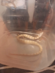 Elgaria kingii nobilis