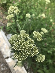 Achillea millefolium