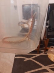 Elgaria kingii nobilis