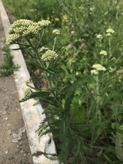 Achillea millefolium