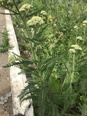 Achillea millefolium