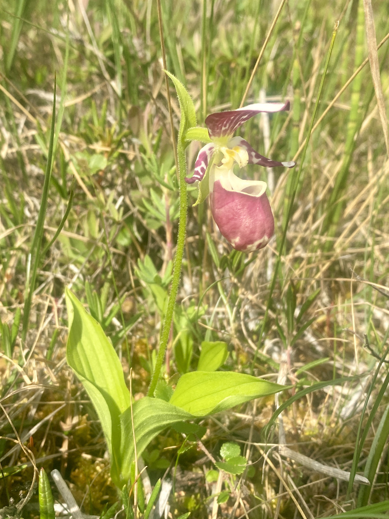 Cypripedium × alaskanum P.M.Br. 2