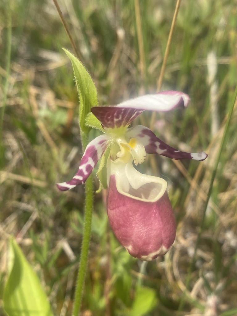 Cypripedium × alaskanum P.M.Br. 3