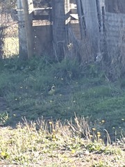 Platycercus caledonicus