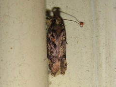 Lepidoptera