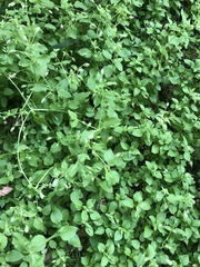 Stellaria media
