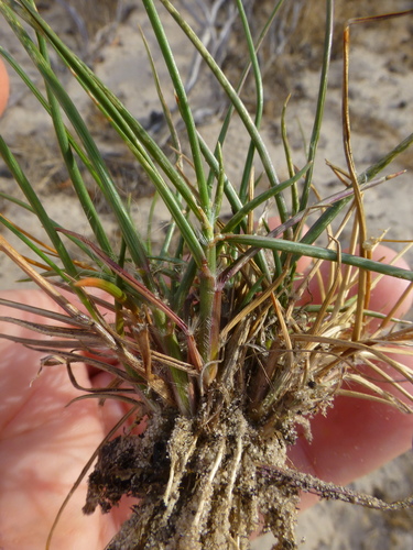 Pentameris patula