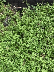 Stellaria media