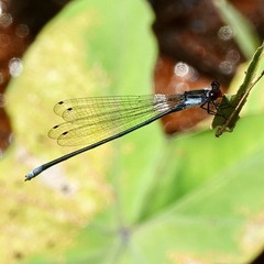 Pseudagrion pruinosum