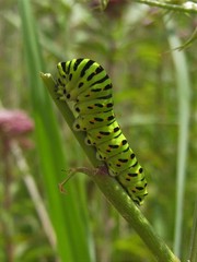 Papilio machaon britannicus