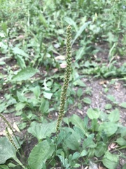Plantago major