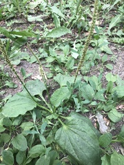 Plantago major