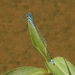 Pseudagrion microcephalum
