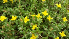 Portulaca quadrifida