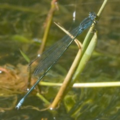 Pseudagrion pruinosum