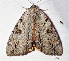Catocala subnata