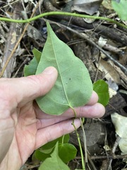 Streptothamnus moorei