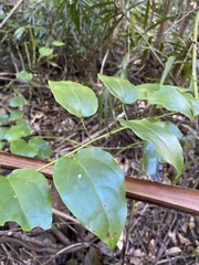 Streptothamnus moorei