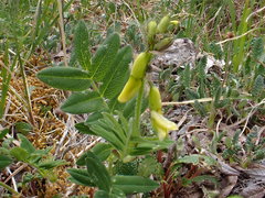 Astragalus umbellatus